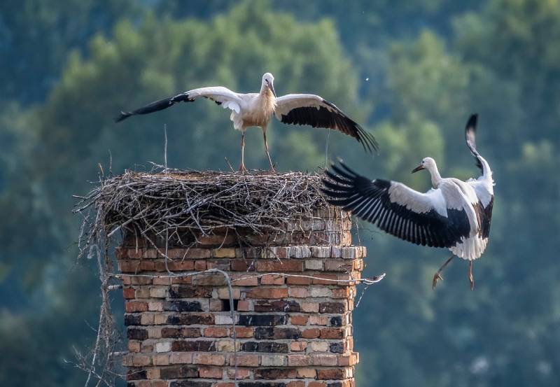 Professional Chimney Animal Removal Services in Hammond, Illinois
